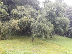 Vand teren intravilan si casa in orasul Baia de Arama - imagine 10