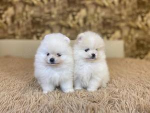 Pui rasa Pomeranian - genetică superioară