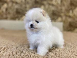 Pui rasa Pomeranian - genetică superioară  - imagine 3