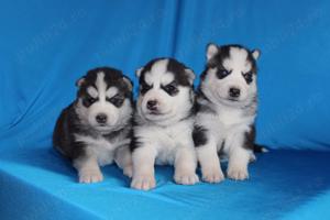 Husky Siberian, ochi albaștri, genetică superioară  - imagine 2