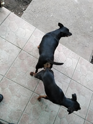 Căței pinscher pitic - imagine 2