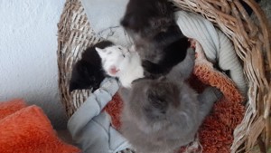 pui pisica persan - imagine 5 pui pisica persan - imagine 5