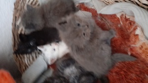 pui pisica persan - imagine 4 pui pisica persan - imagine 4