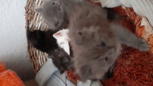 pui pisica persan - imagine 6 pui pisica persan - imagine 6