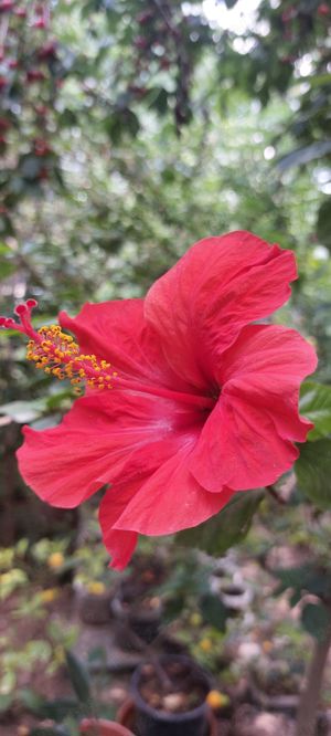 Palmier  trandafiri japonez roşu - imagine 4