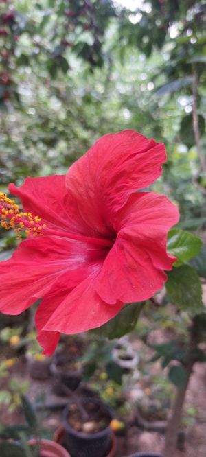 Palmier  trandafiri japonez roşu - imagine 5