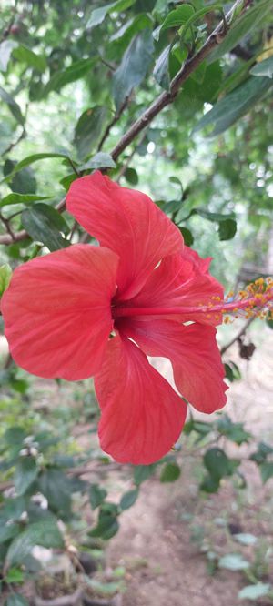 Palmier  trandafiri japonez roşu - imagine 6