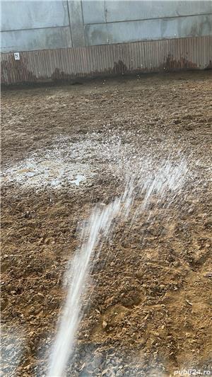 angajam ingrijitor cai baza de echitatie Jebel Timis  - imagine 2