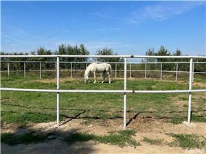 angajam ingrijitor cai baza de echitatie Jebel Timis  - imagine 3