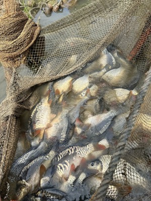 Crap Amur caras de vanzare puiet! - imagine 4