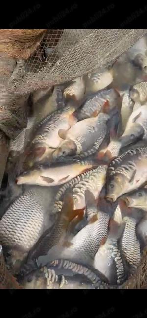 Crap Amur caras de vanzare puiet! - imagine 5