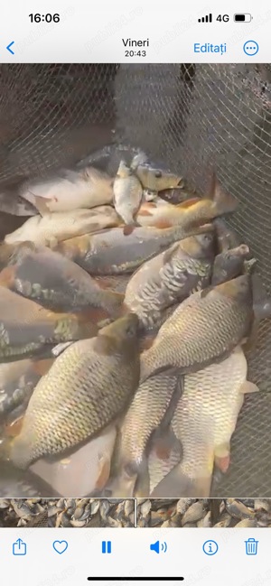 Crap Amur caras de vanzare puiet! - imagine 6