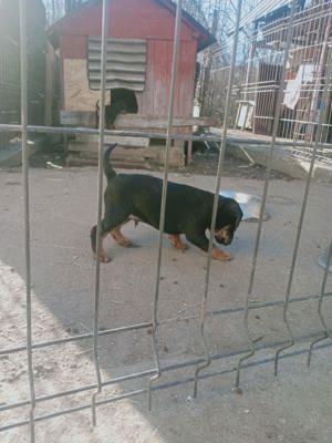 Disponibil Căței Jagdterier 