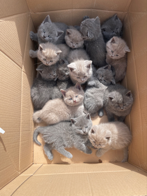 Pisici British Shorthair 