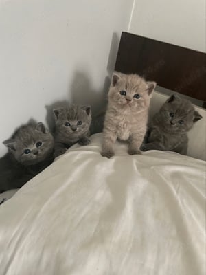 Pisici British Shorthair 