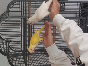  Papagali  Călugări blânzi și iubitori 