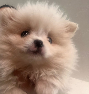 Pui pomeranian boo alb  - imagine 2