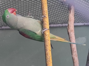 Femelă Marele Alexandar  - imagine 2