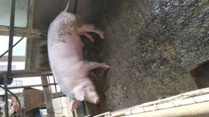 Vând vier  - imagine 2