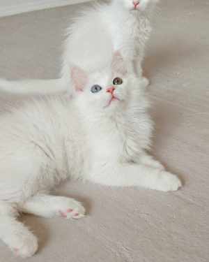 Angora Turceasca   CEACARA - imagine 5