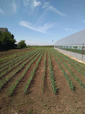 Proprietate de vanzare langa Bucuresti - imagine 4 Proprietate de vanzare langa Bucuresti - imagine 4