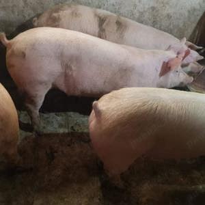 Porci Pik Rasă de Carne  - imagine 3