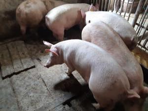 Porci de Carne între 100-280kg - imagine 3