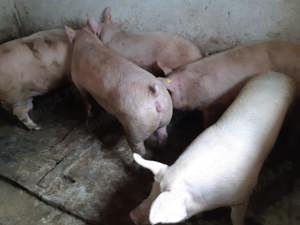 Porci de Carne între 100-280kg - imagine 4