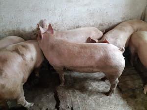 Porci Pik Rasă de Carne  - imagine 4