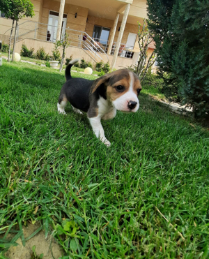 Beagle Tricolor - imagine 2