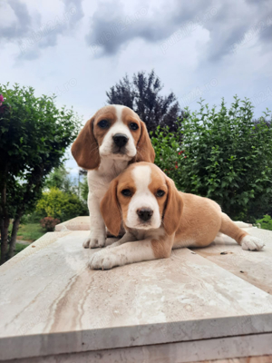 beagle tricolor disponibil