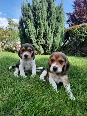 Beagle Tricolor - imagine 3