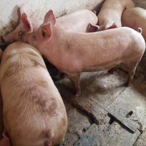 Porci de Carne Pt Tăiat  - imagine 4