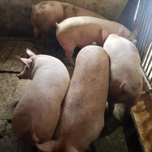 Porci de Carne Pt Tăiat  - imagine 2