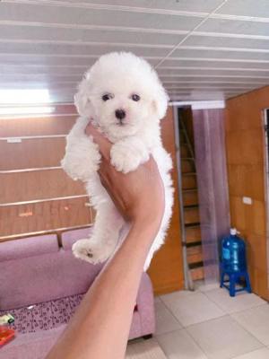 Bichon Bolognese. Asigur transport  - imagine 2 Bichon Bolognese. Asigur transport  - imagine 2