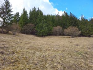 Teren de vanzare  in Bucovina Comuna Breaza - imagine 9