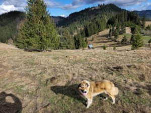 Teren de vanzare  in Bucovina Comuna Breaza - imagine 15