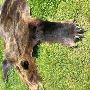 Vind blana urs - imagine 2