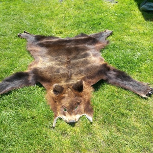 Vind blana urs - imagine 3