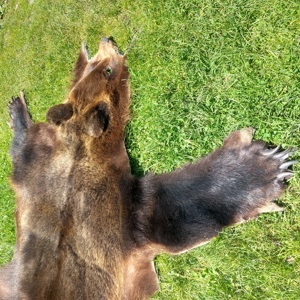 Vind blana urs - imagine 4