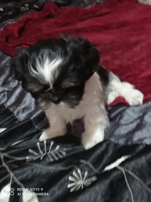 Shih tzu - cadouri cu suflet 