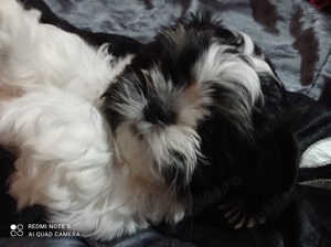 Shih tzu - cadouri cu suflet  - imagine 3