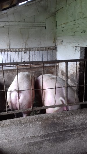 vănd porc gras marele alb  - imagine 2