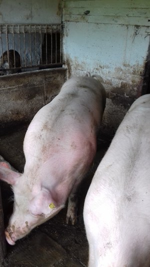 vănd porc gras marele alb  landras - imagine 3