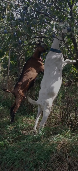 Capra Sannen isi schimbă domiciliul 