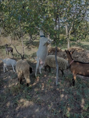 Capra Sannen isi schimbă domiciliul  - imagine 5