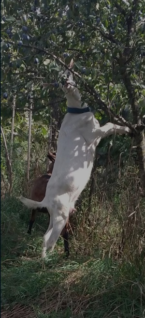 Capra Sannen isi schimbă domiciliul  - imagine 6