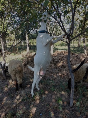 Capra Sannen isi schimbă domiciliul  - imagine 3