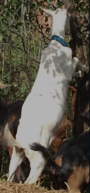 Capra Sannen isi schimbă domiciliul  - imagine 2