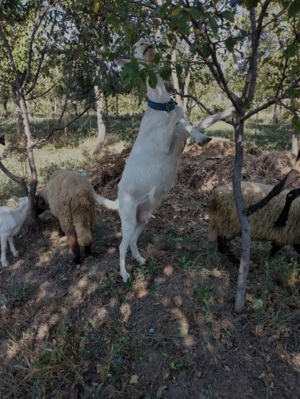 Capra Sannen isi schimbă domiciliul  - imagine 4